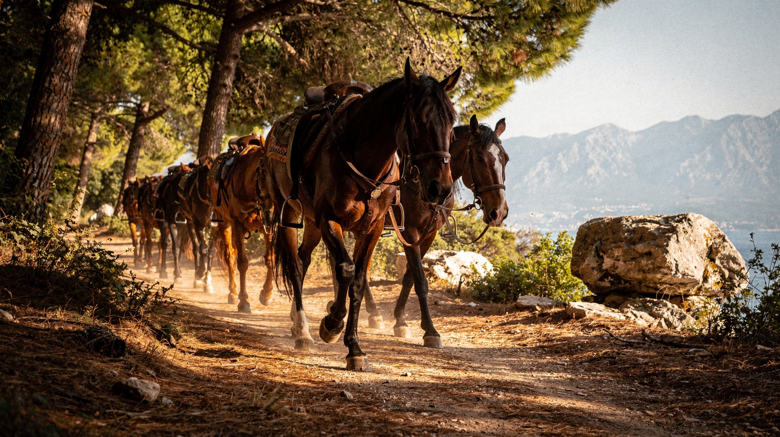 Horse Riding