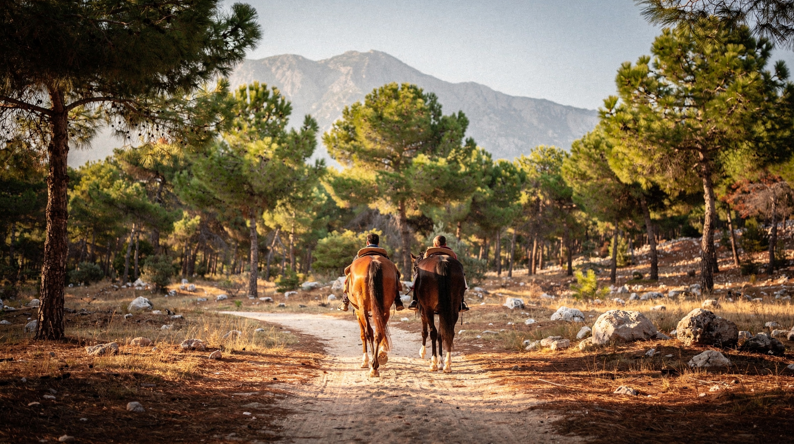 Horse Riding Near Side: Which Level Is It Really For?